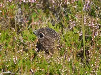 Foto: Schots Sneeuwhoen [Lagopus scoticus] Schotland (27jul2008)          